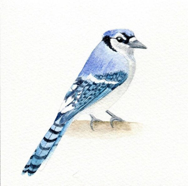 Blauwe gaai - vogeltjesserie