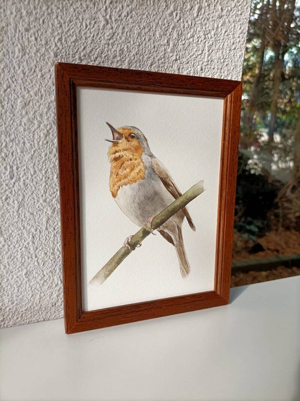 Zingend roodborstje - inclusief lijst