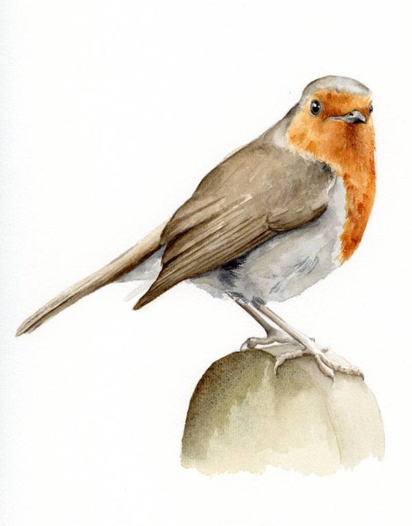 Roodborstje op een hek