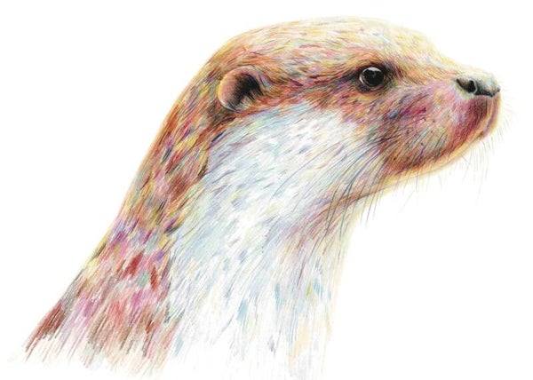 Opdrogen - otter in kleurpotlood