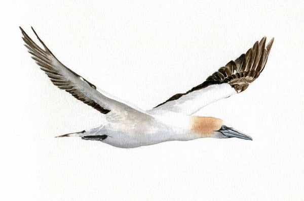 Jan-van-Gent in vlucht