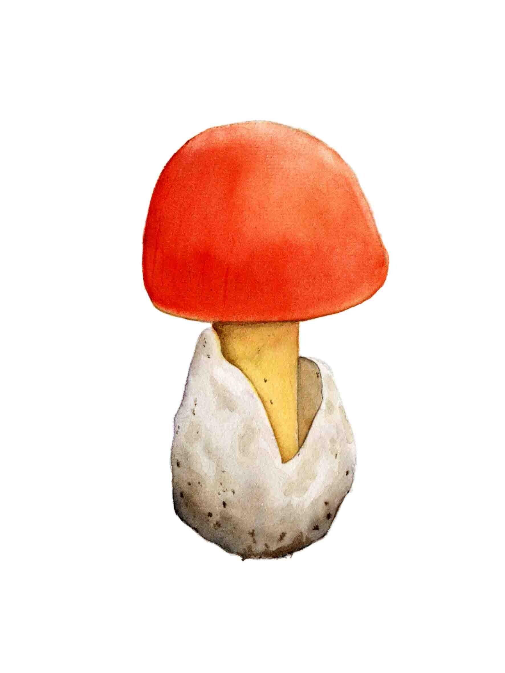 Paddenstoel - Keizerzwam