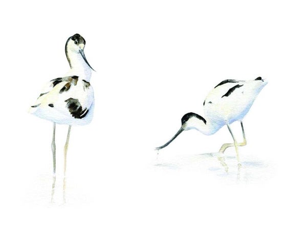 Kluut tweeluik (ook los verkrijgbaar)