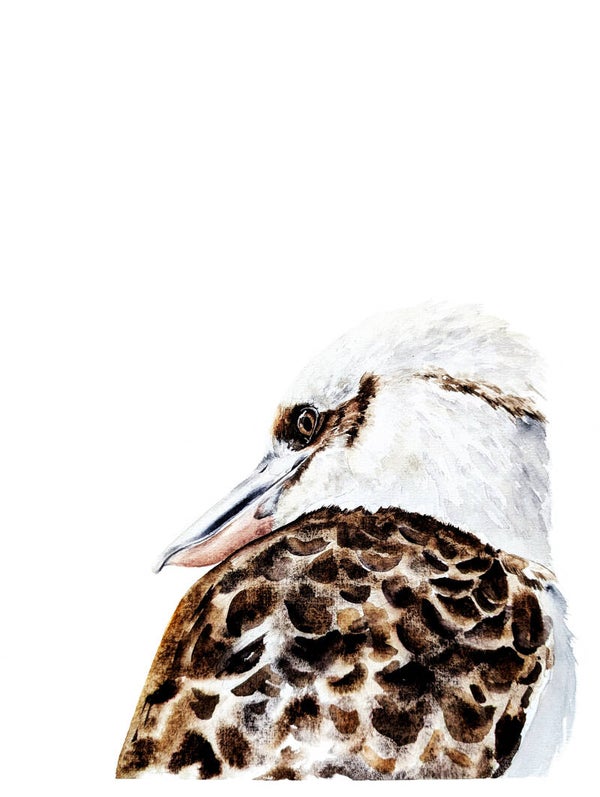 Kookaburra