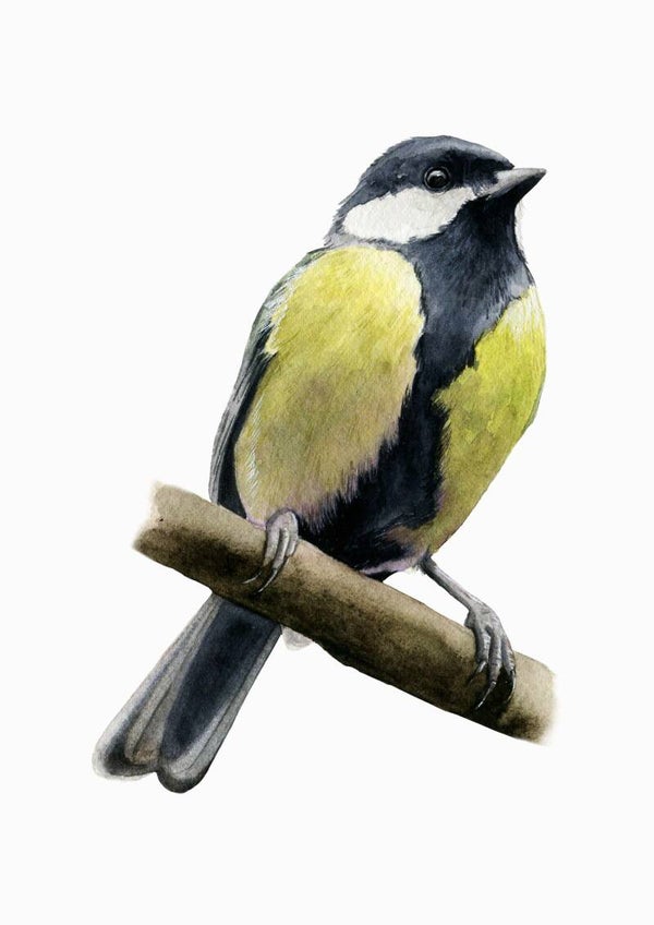 Koolmees - Tuinvogelproject