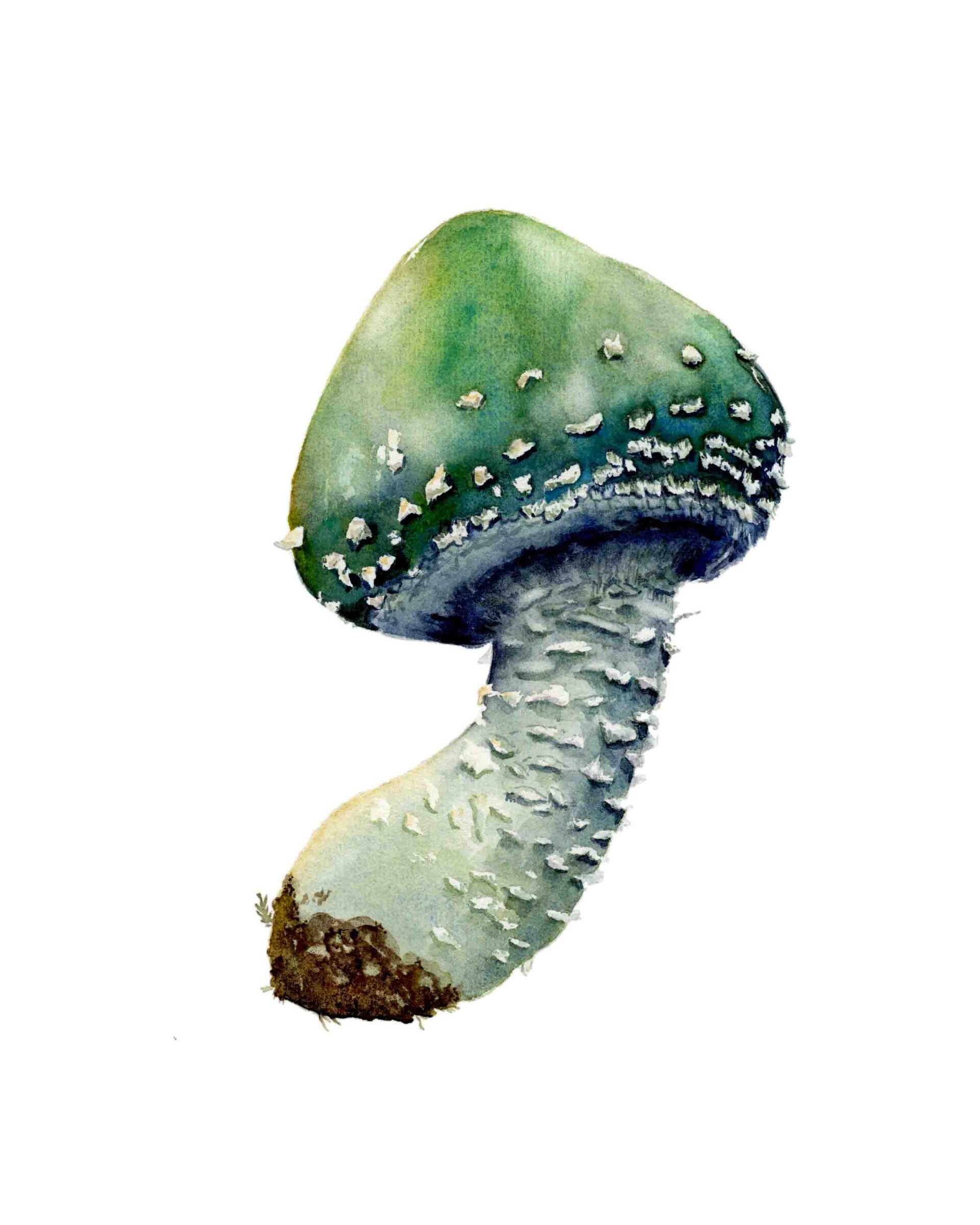 Paddenstoel - Kopergroenzwam