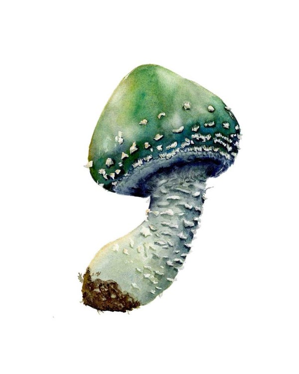 Paddenstoel - Kopergroenzwam