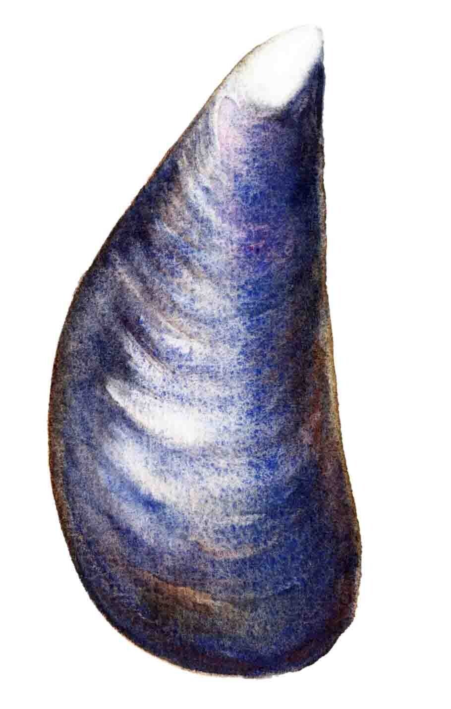 Strandschatten - Mossel