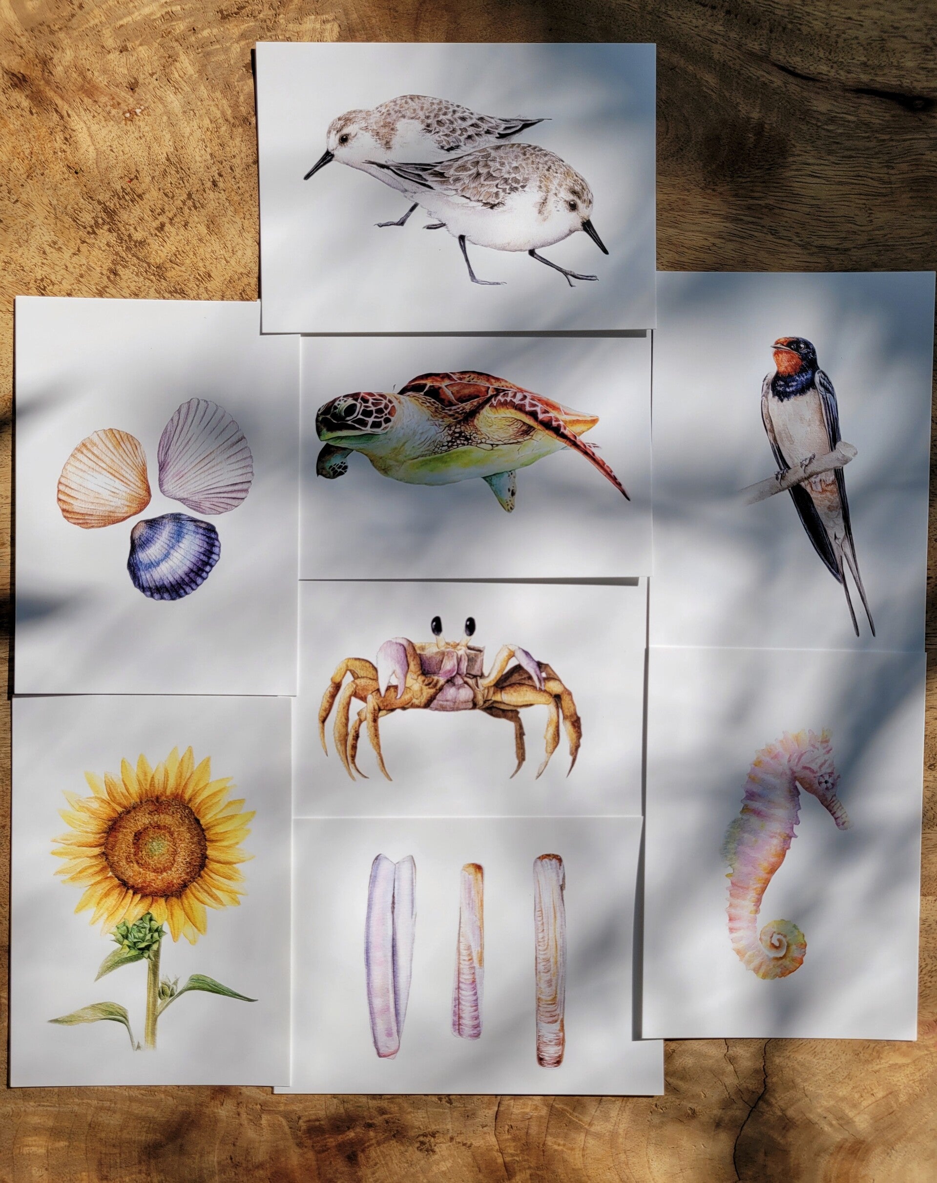 Zomerkaarten - set van 8