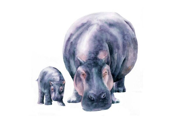 "Bescherming" - Nijlpaarden