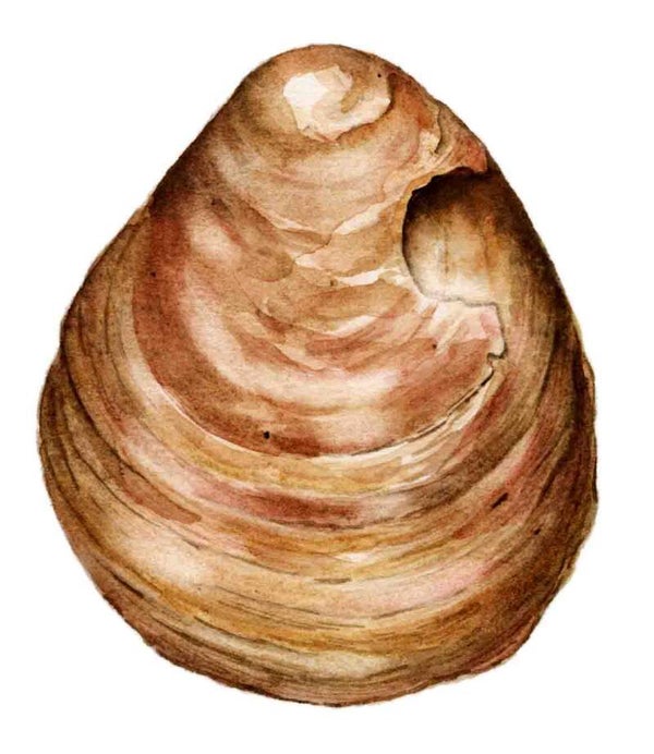Strandschatten - Oester