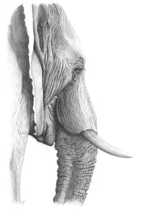 Oude dame - olifant in grafiet