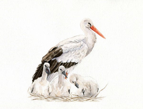 Ooievaar met jongen