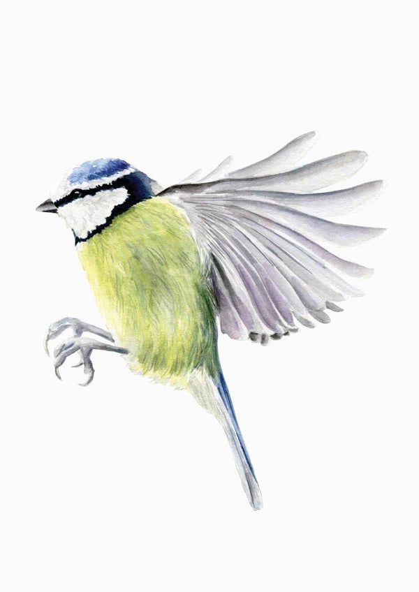 Pimpelmees - tuinvogelproject