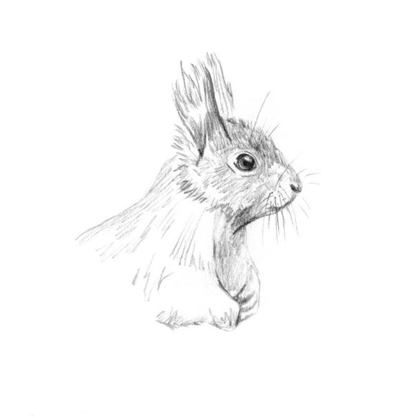 Portret van een eekhoorntje