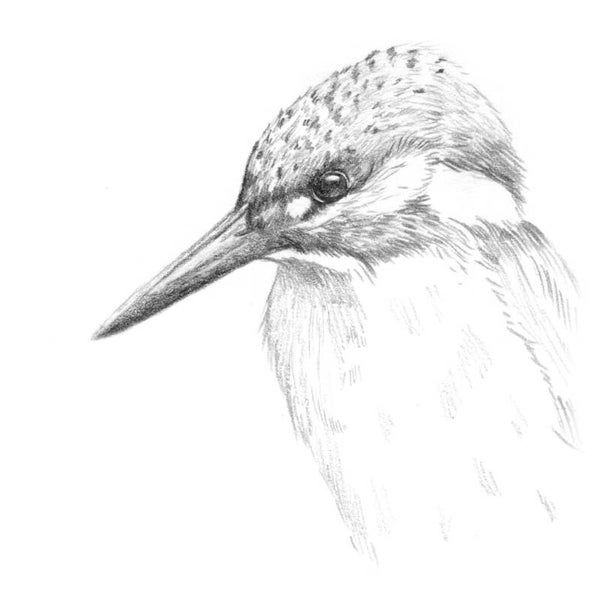 Portret van een ijsvogel