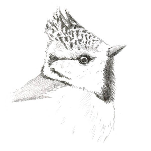 Portret van een kuifmees