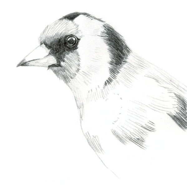 Portret van een puttertje