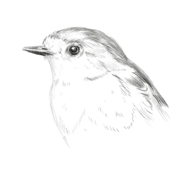 Portret van een roodborstje I