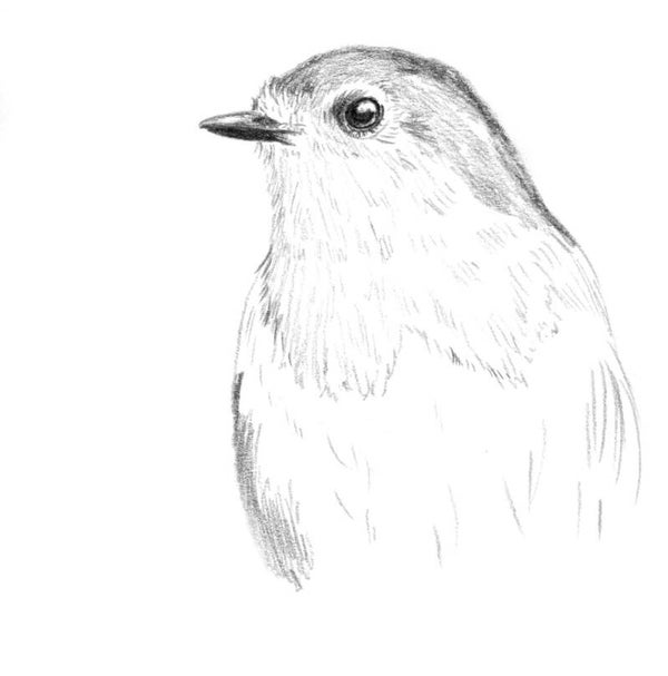 Portret van een roodborstje II