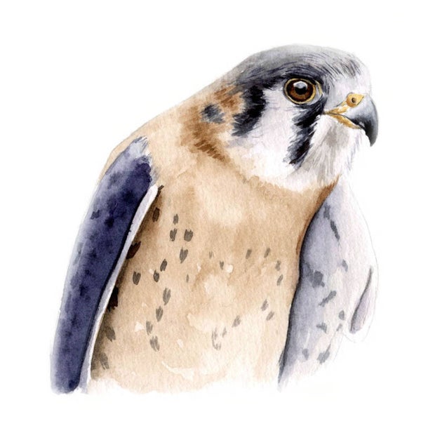 Portret van een valk