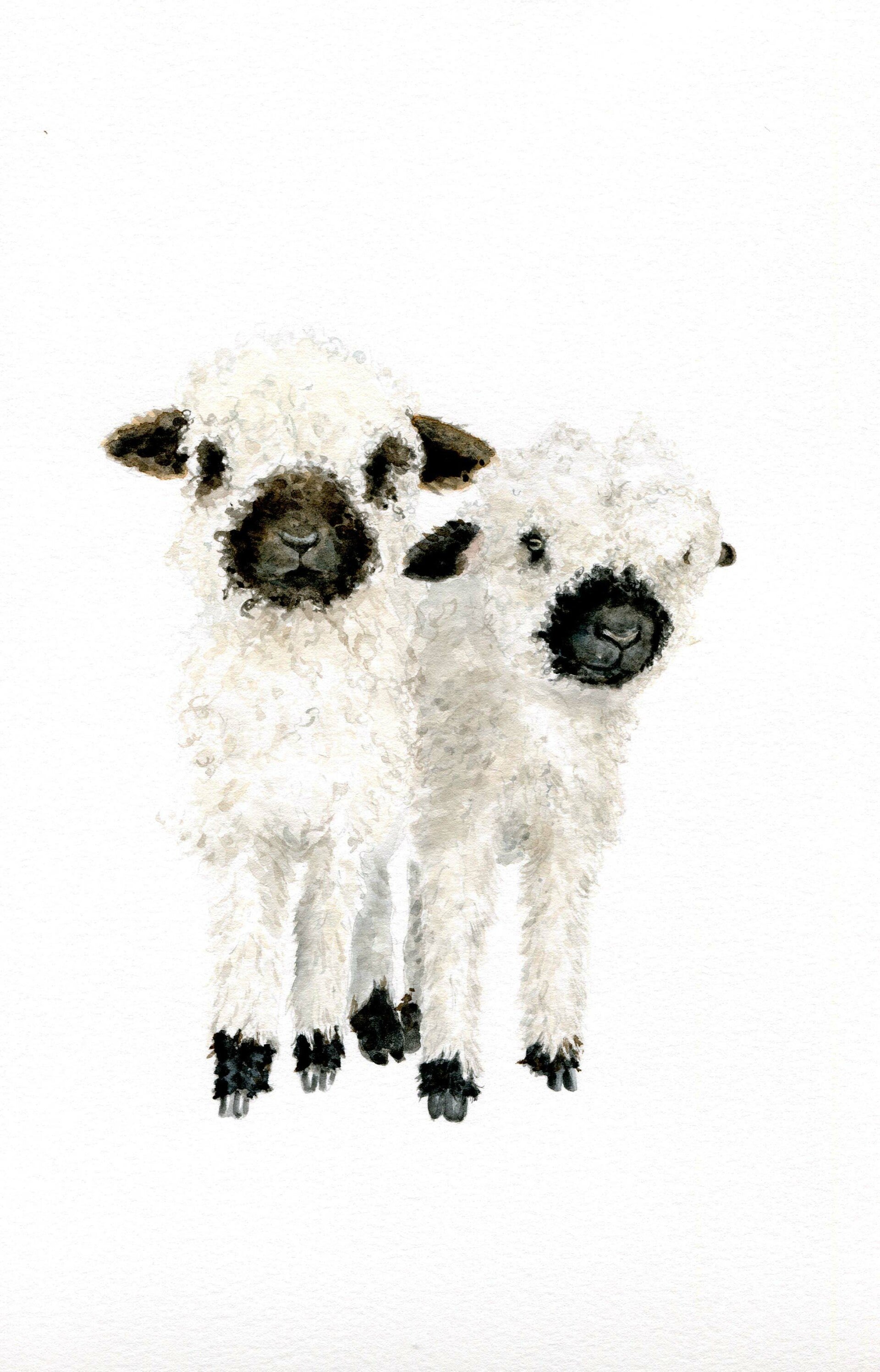 "Schaapje, schaapje"