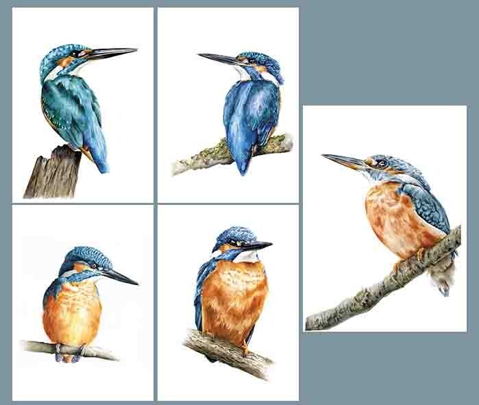 IJsvogelkaarten - set van 6