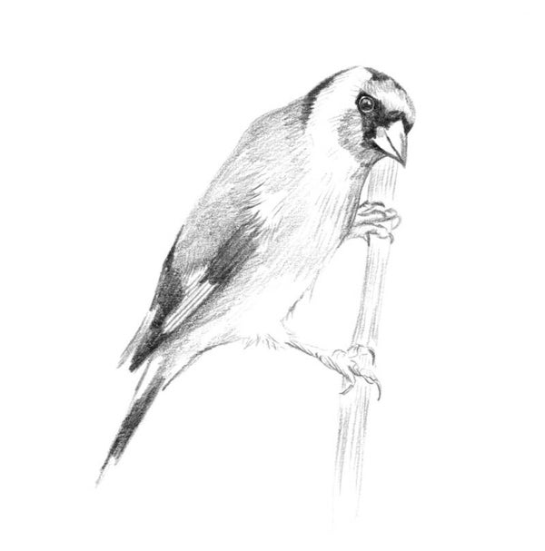 Nieuwsgierig puttertje