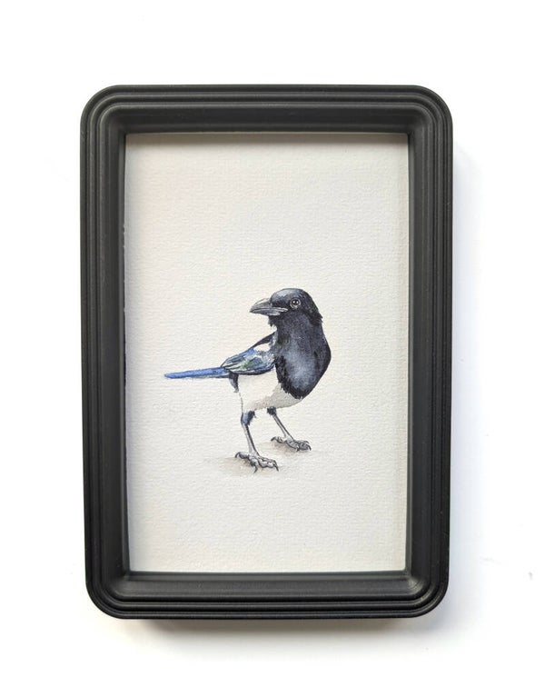 Ingelijste aquarel van een ekster