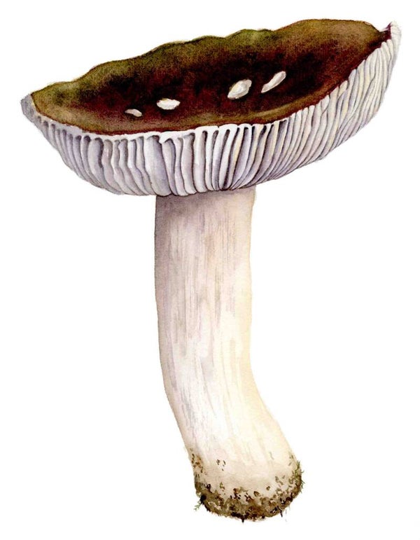 Paddenstoel - Regenboogursula