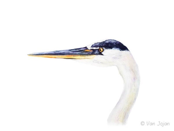 "Portret Reiger"