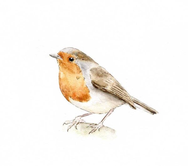 Nieuwsgierig roodborstje