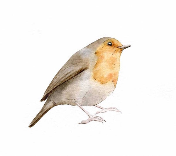 Afwachtend roodborstje