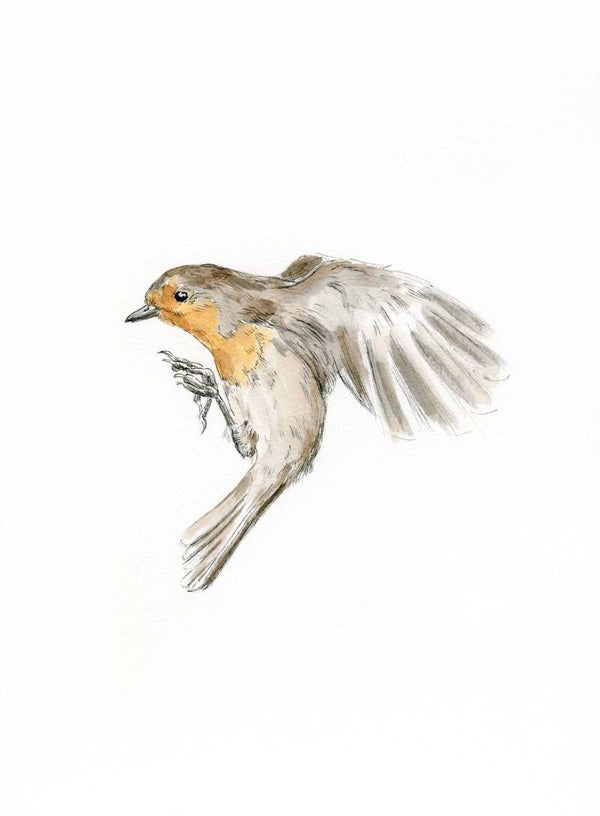 Vliegend roodborstje