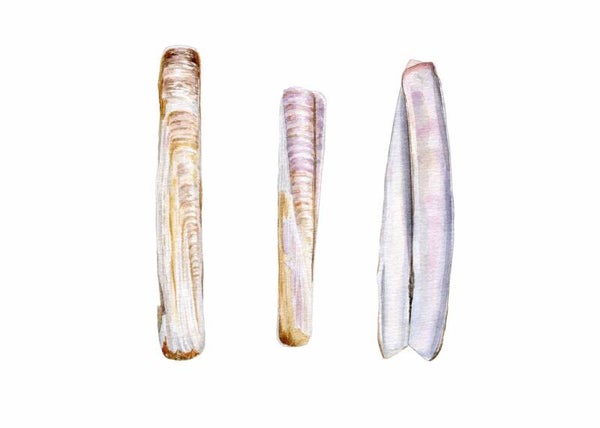 Strandschatten - Scheermesjes