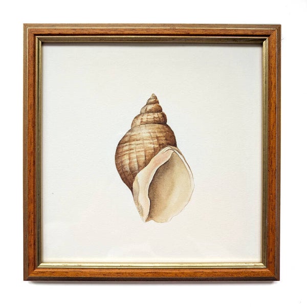 Ingelijste aquarel van een wulk