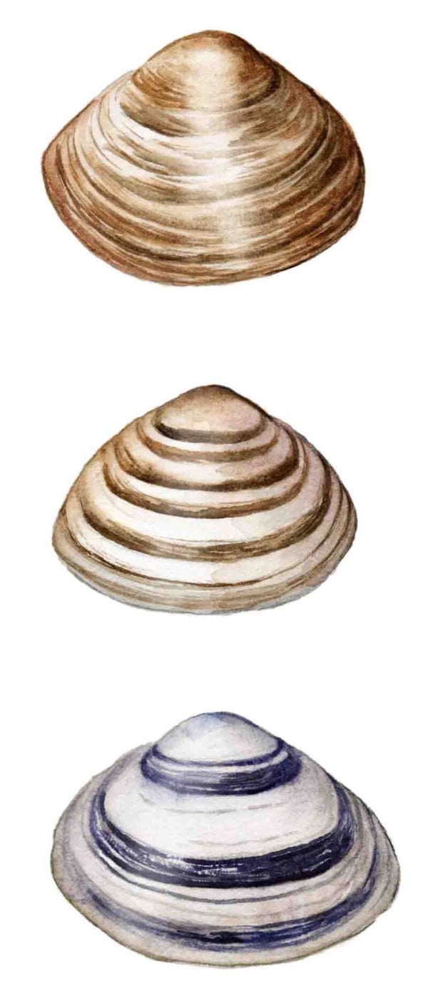 Strandschatten - Strandschelpen