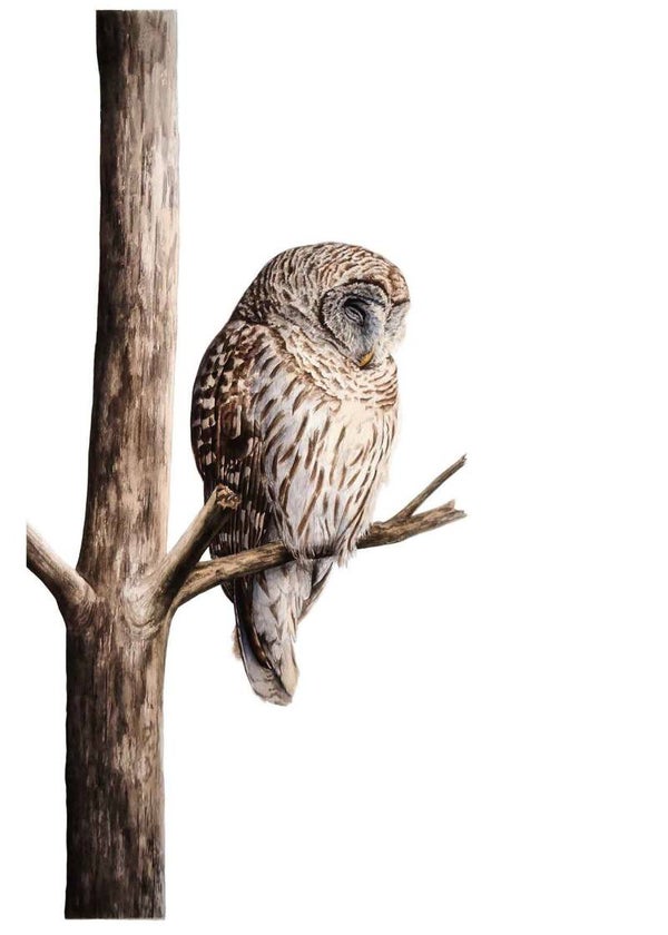 Giclée Slapende Oeraluil