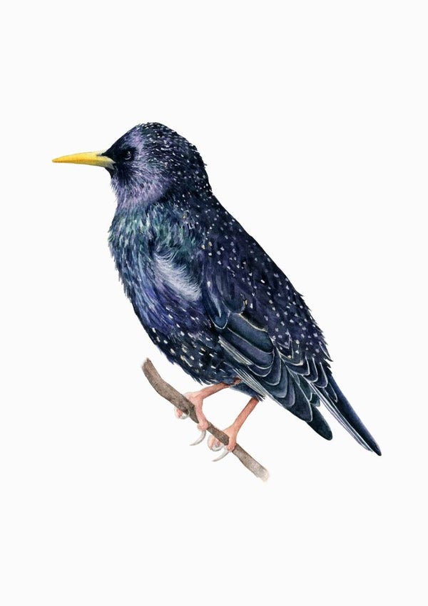 Spreeuw - tuinvogelproject