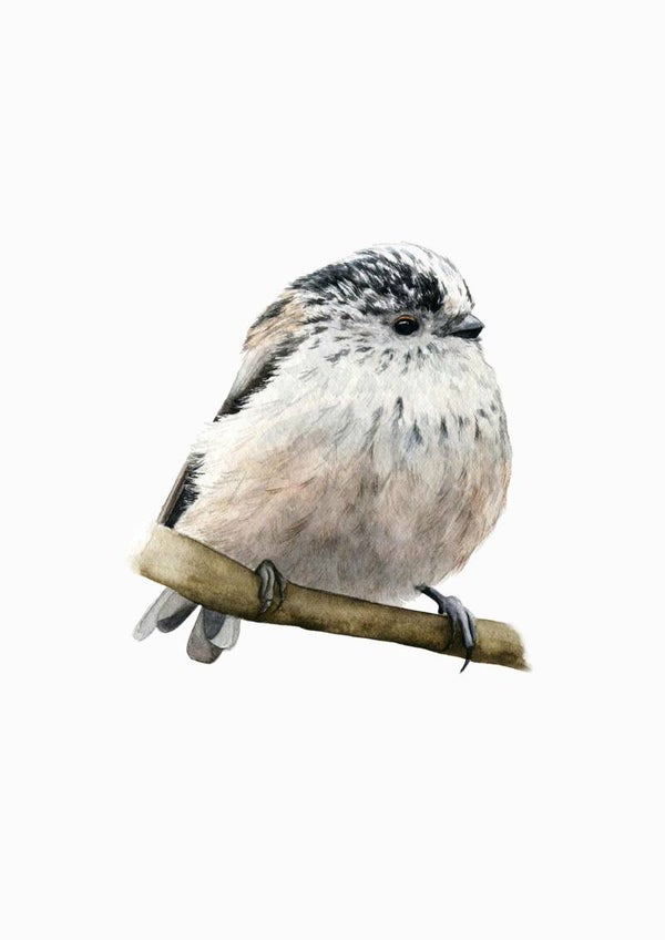 Staartmees - tuinvogelproject