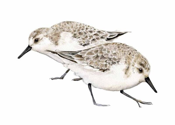 Giclée Strandlopertjes