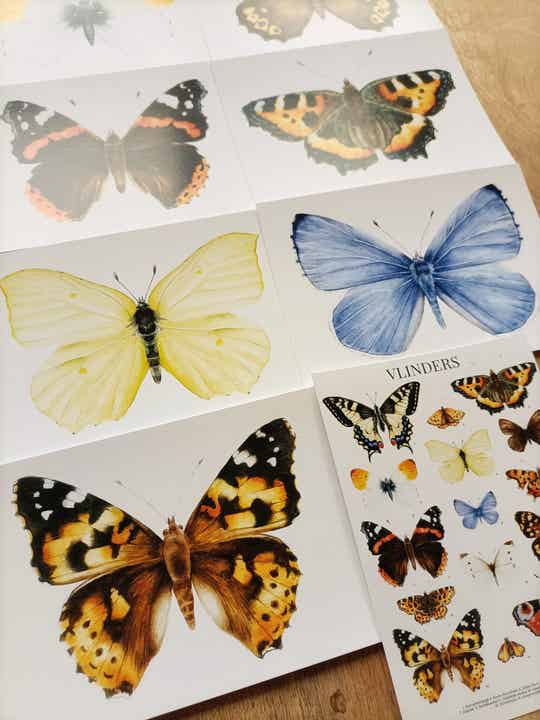Set van 8 vlinderkaarten