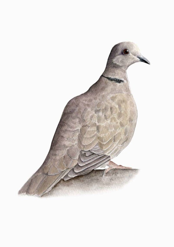 Turkse tortel - tuinvogelproject