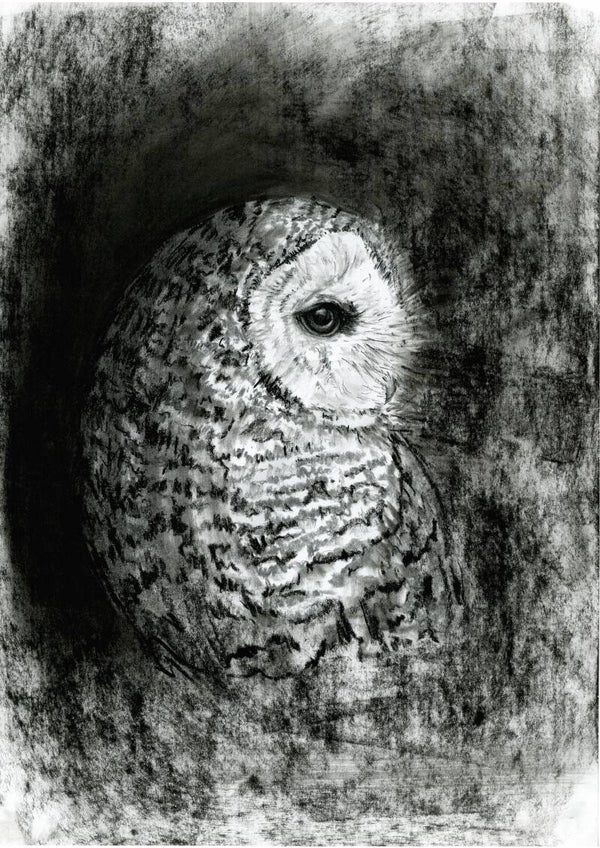 Blik naar het licht - uil in houtskool