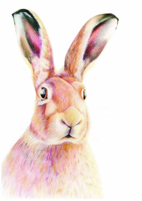Gouden licht - haas in kleurpotlood
