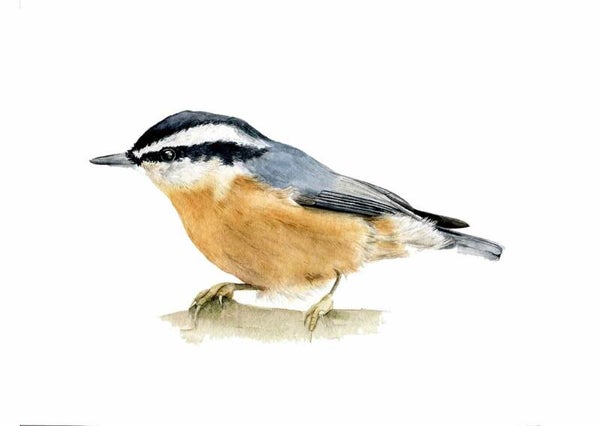 Canadese boomklever - tuinvogelproject