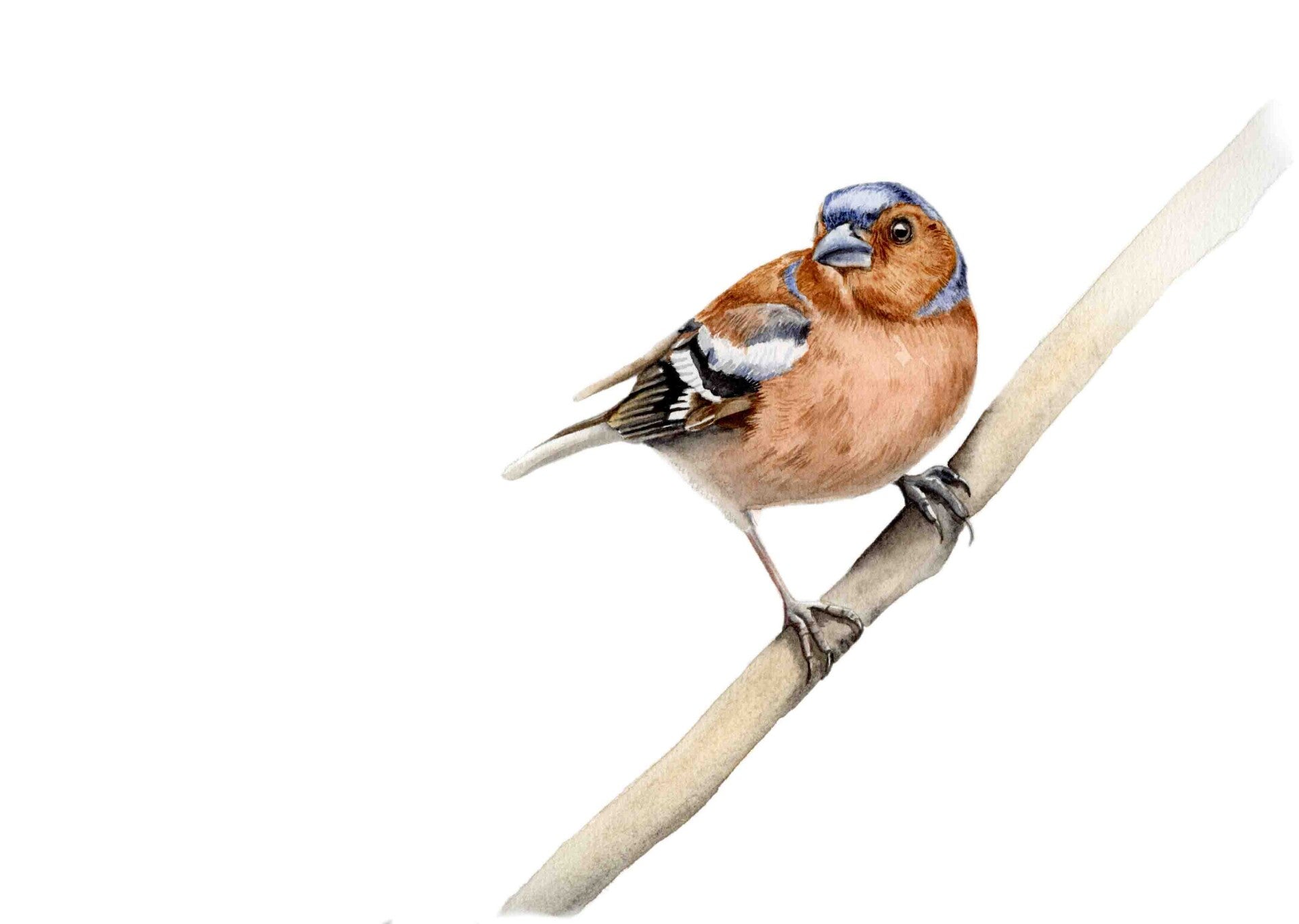 Vink