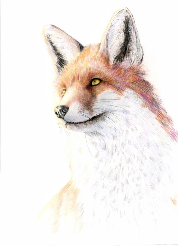 Verlangen - vos in kleurpotlood