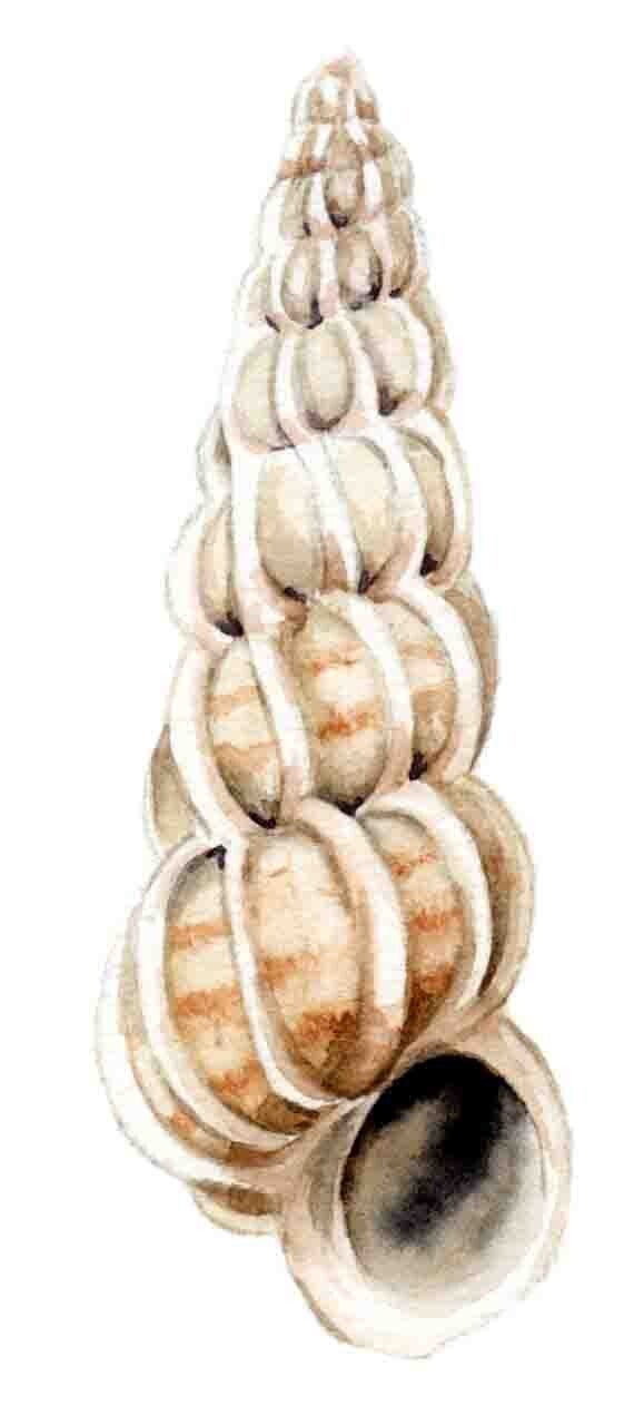 Strandschatten - Wenteltrap