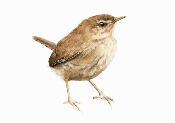 Winterkoninkje - Tuinvogelproject